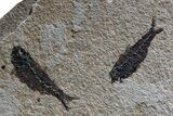 Spectacular Palm Infructescence & Fish Fossil Mural - Wyoming #380244-5
